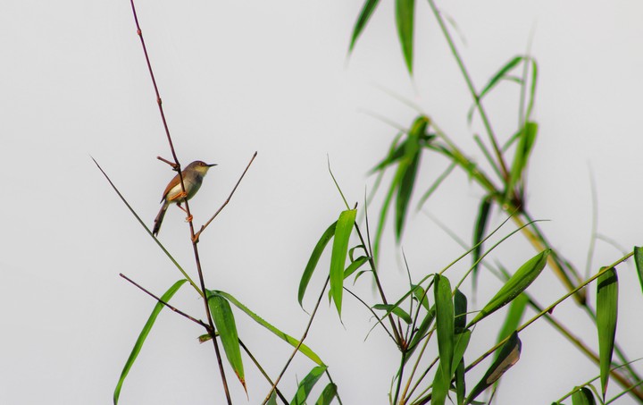 little birds