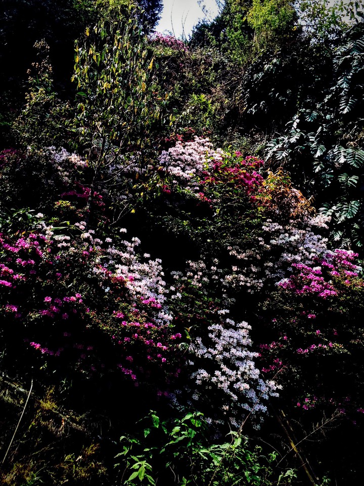 Hopeful Colours