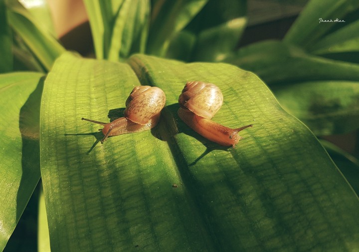 The love snail story