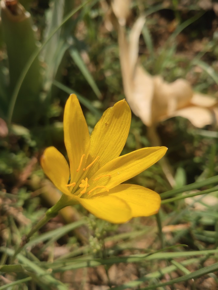 flower