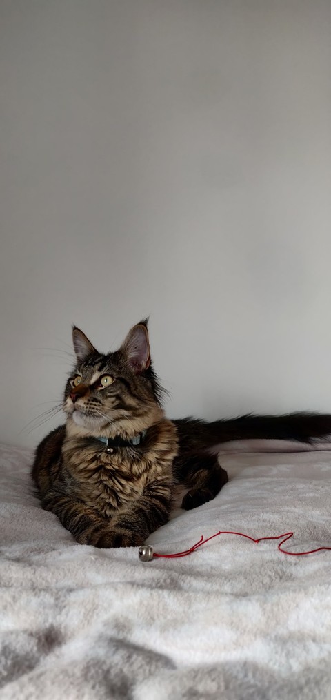 my lion not so little anymore