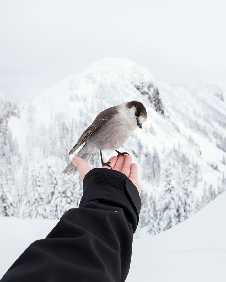 Bird