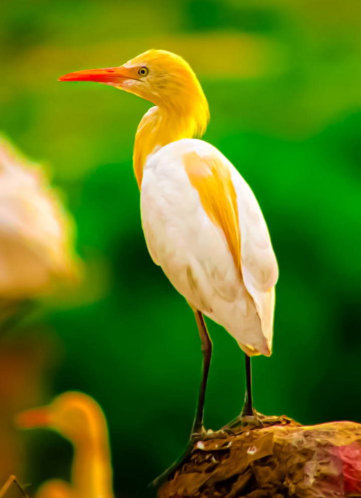 Bird. Nature