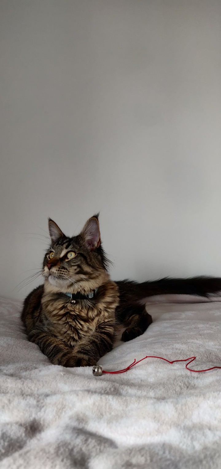 my lion not so little anymore