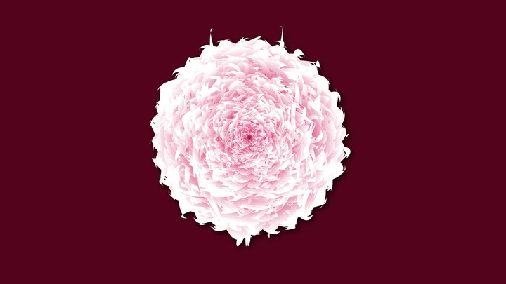 shredded rose