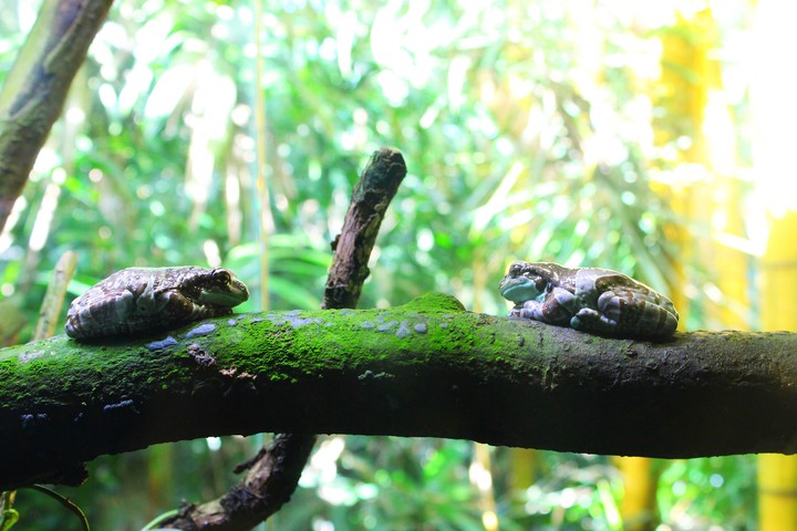 Love Toads, Singapore Zoo