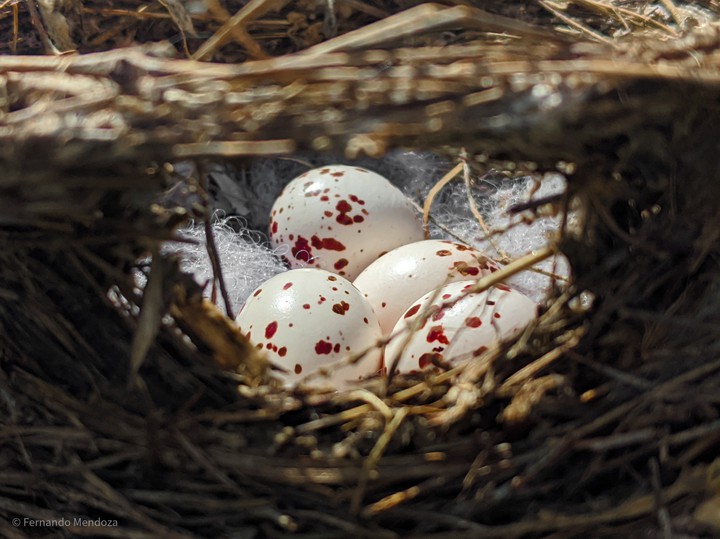 eggs