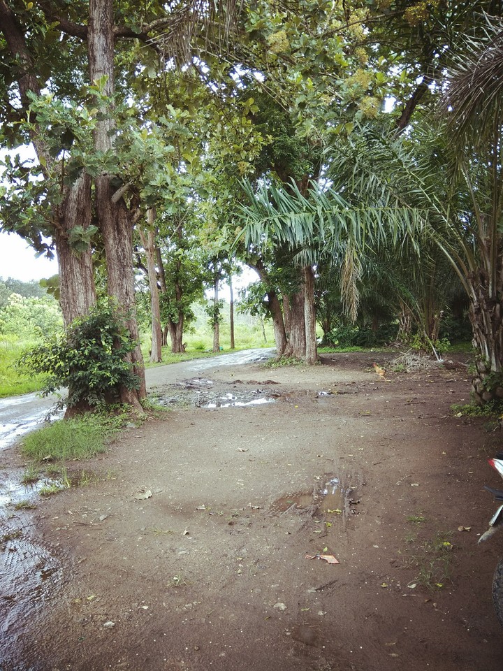 Nature