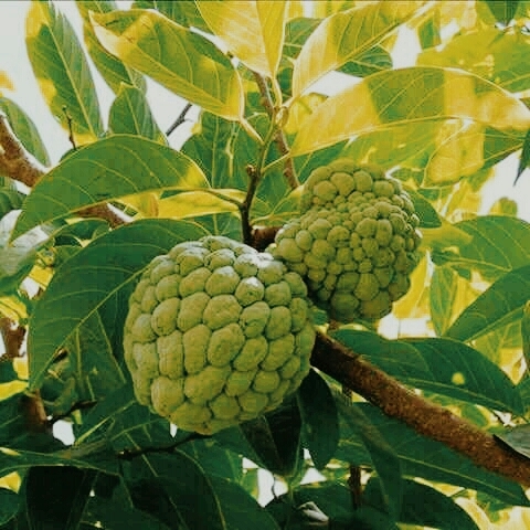 fruit