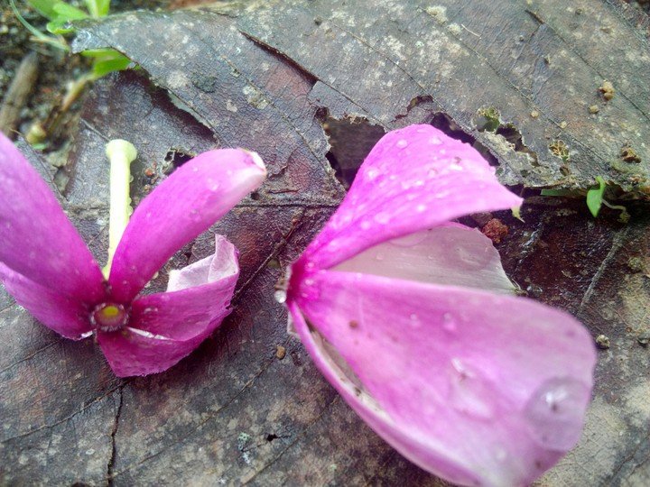 flowers after rain