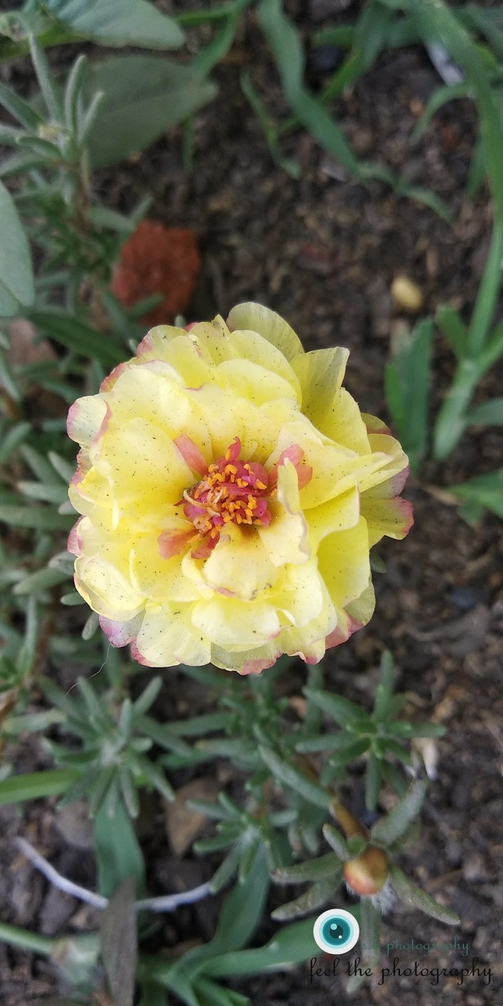 cutty flower