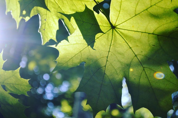 Sunlight