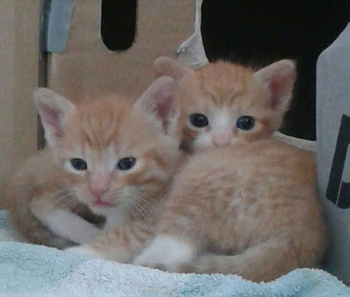 Cute kittens