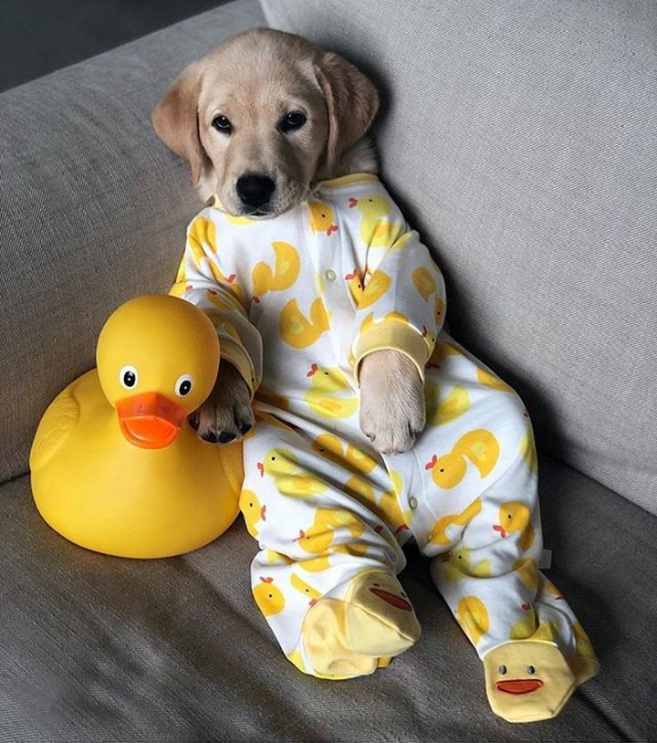 baby dog