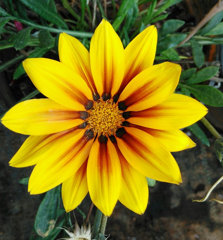 sunflower