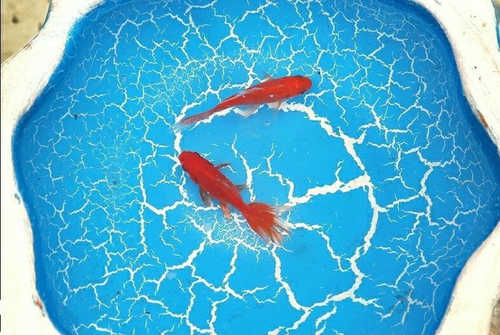 a beautiful fish