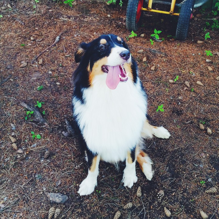 Australian Shepherd