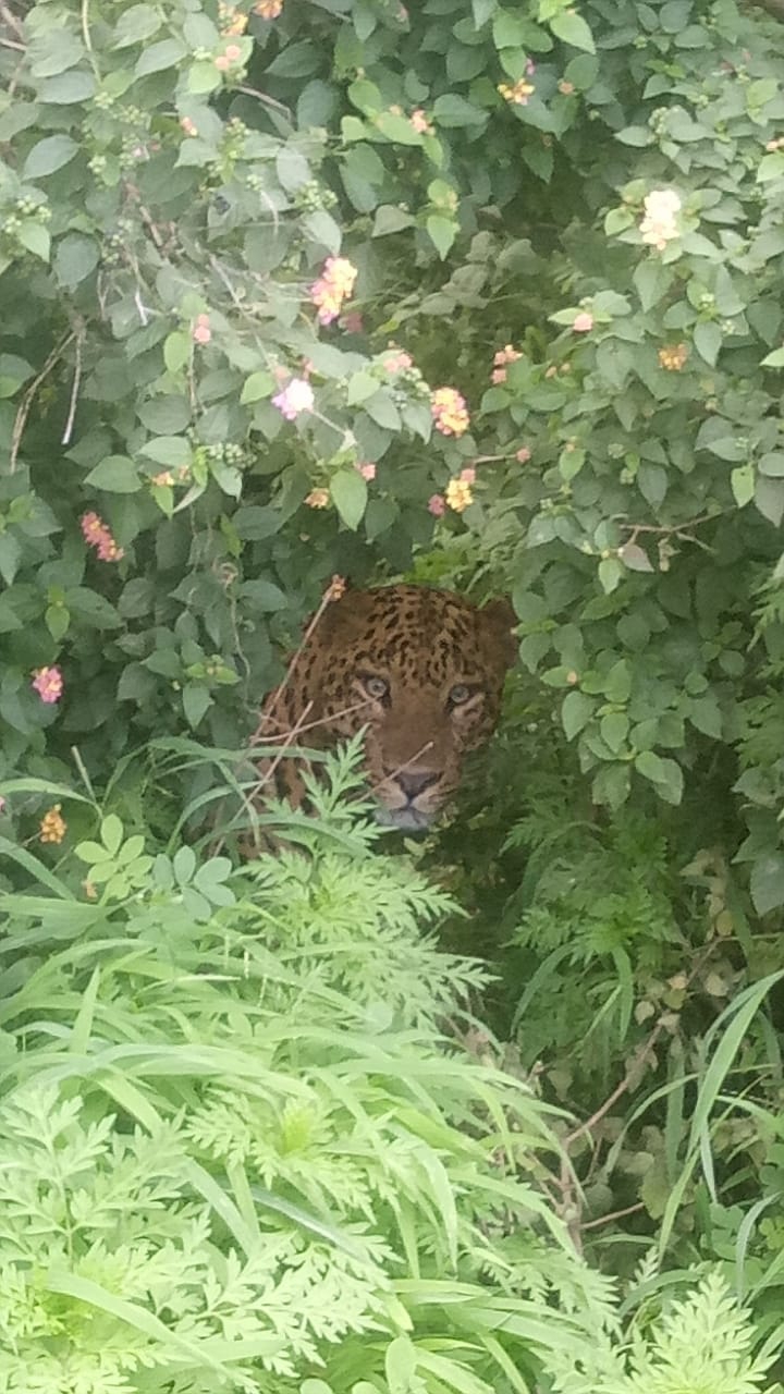 tiger