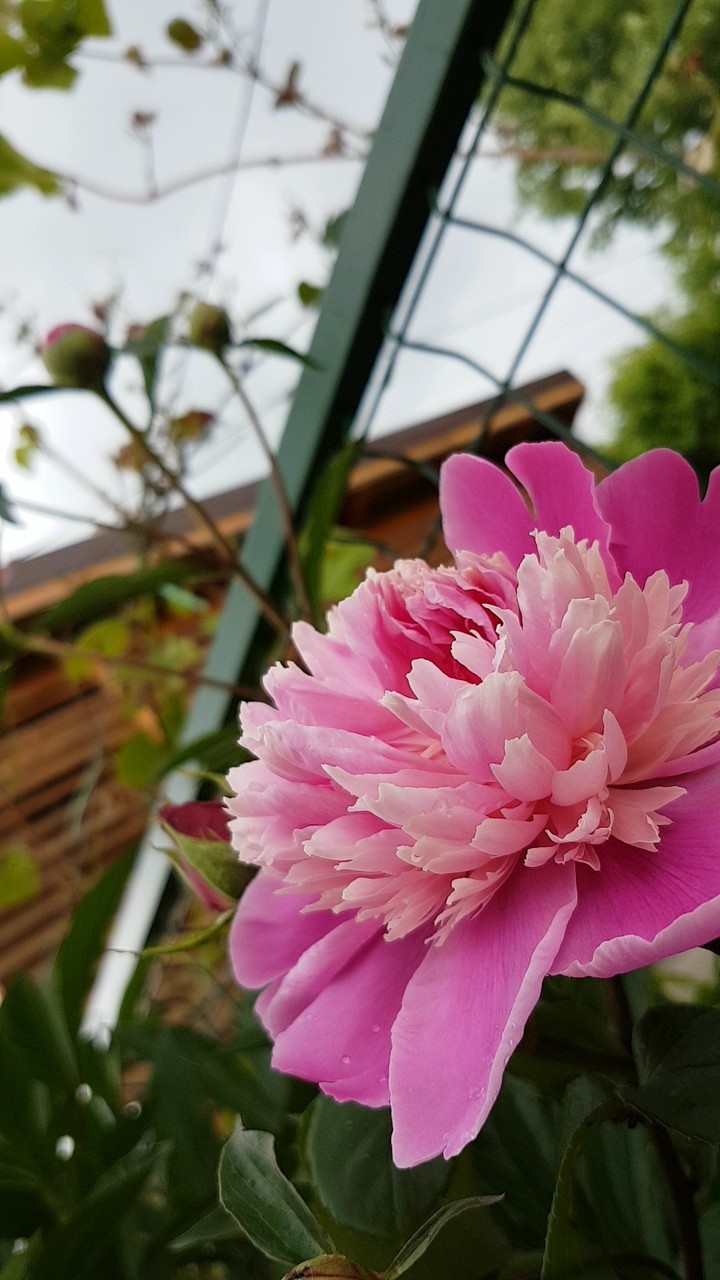 flower bloom spring