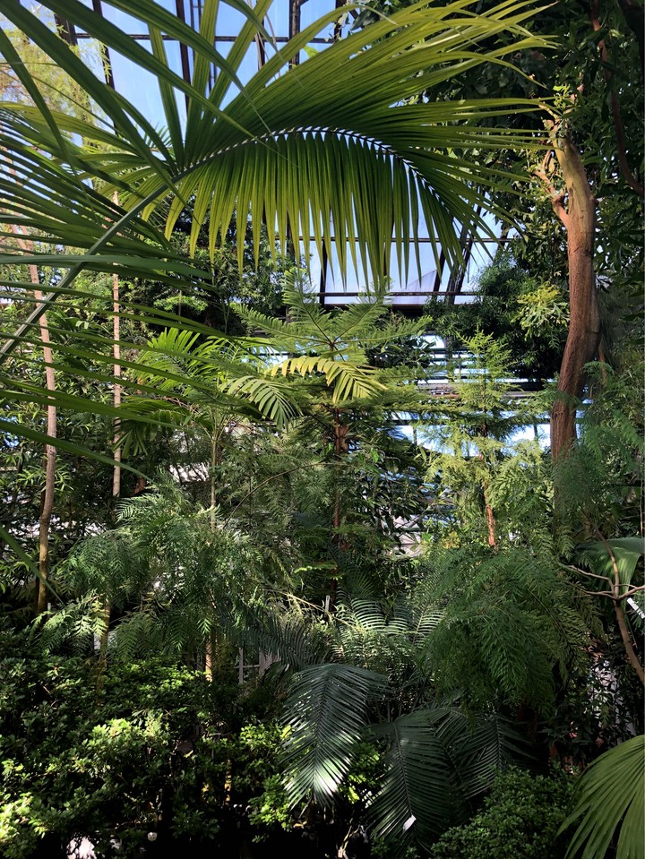tropical
