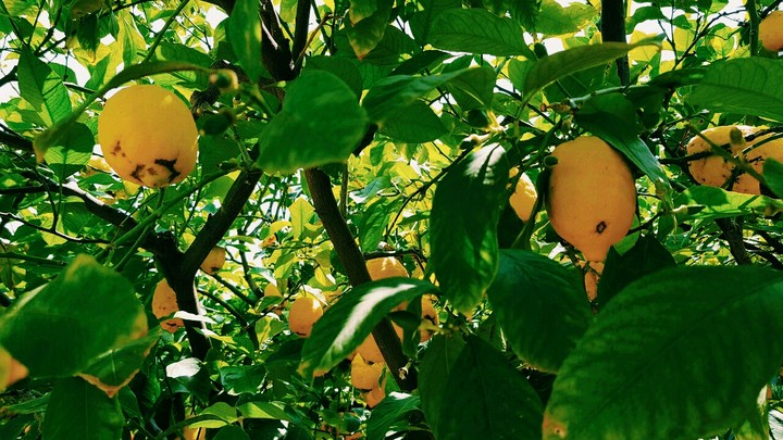 Lemon tree