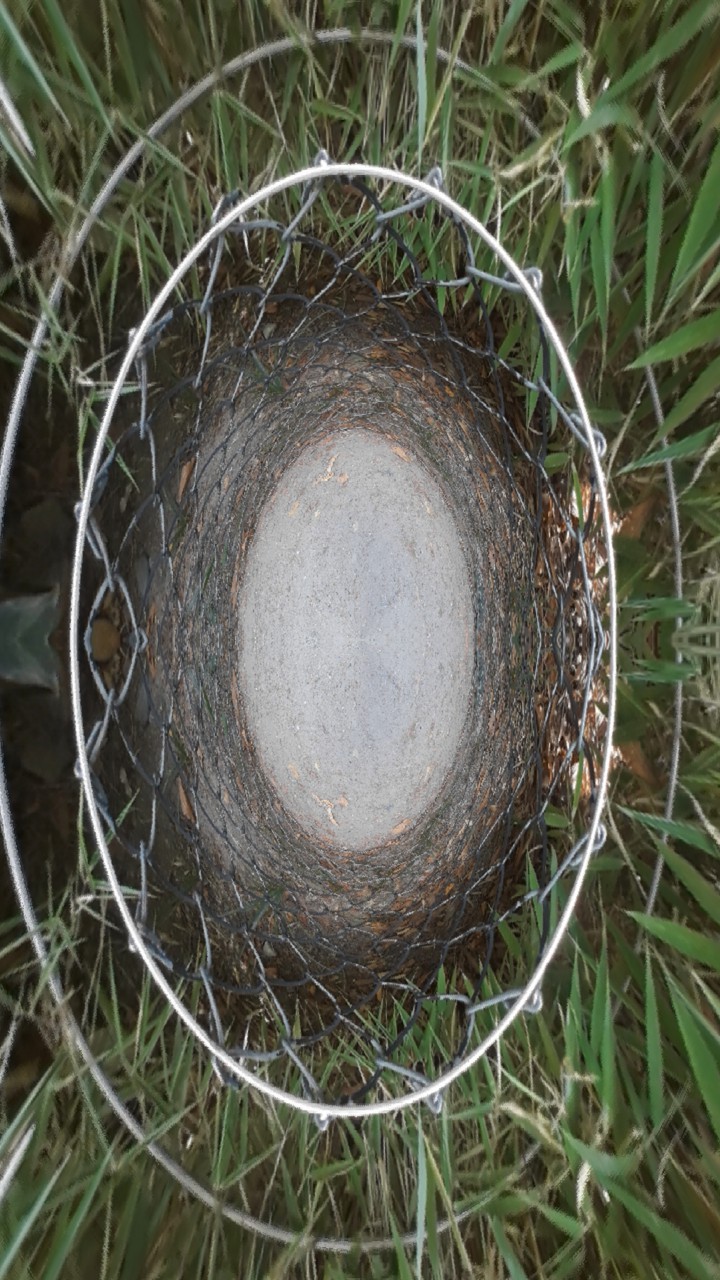 grass