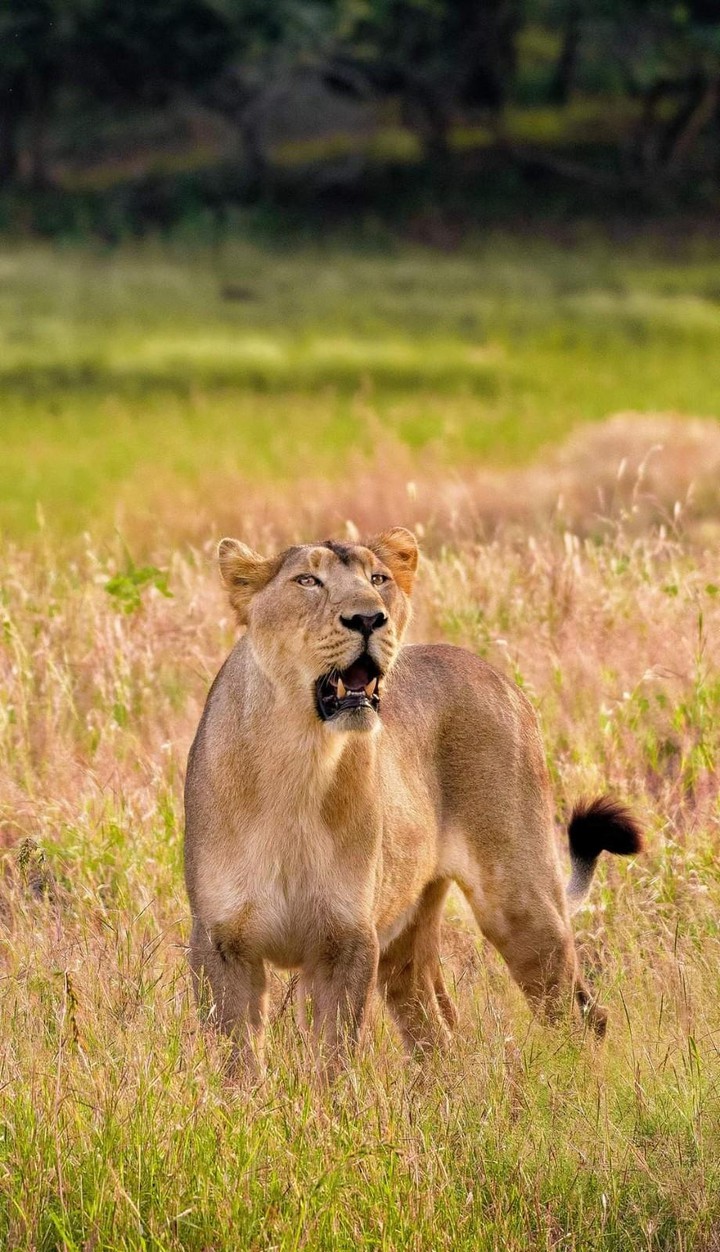 Jr