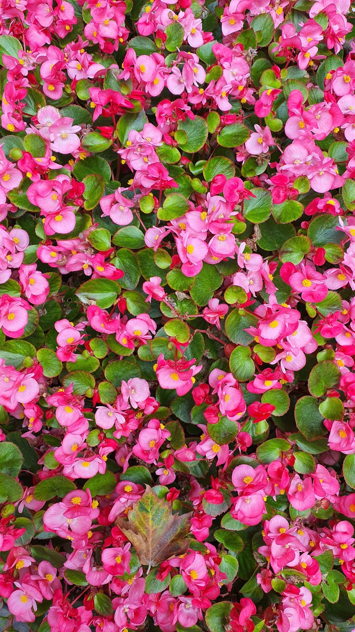 꽃(flower)