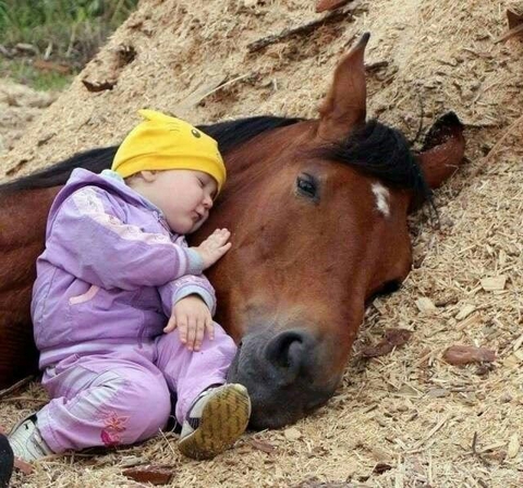 fonds d'écran foal, pony