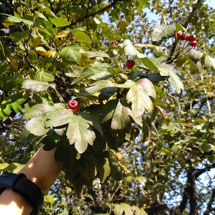 Nature