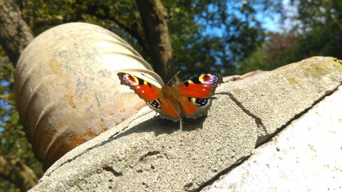 Schmetterling