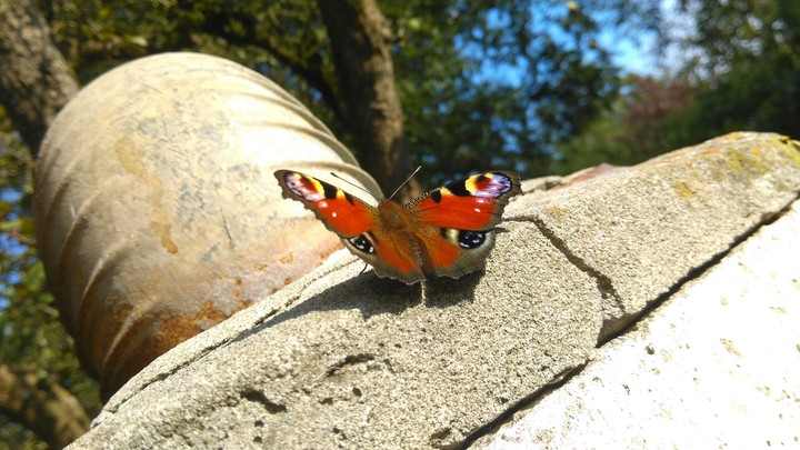 Schmetterling