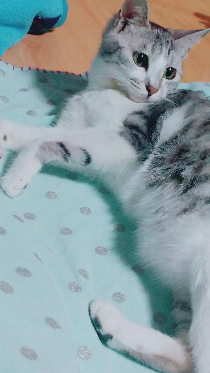뚱냥