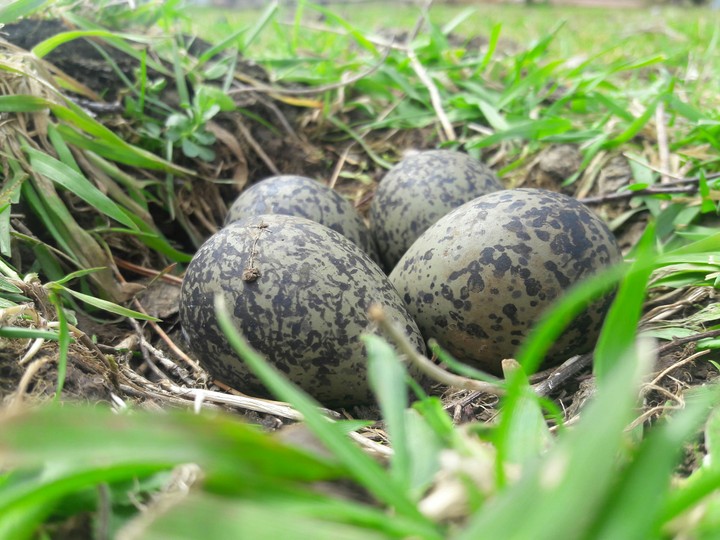 Eggs of wild bird