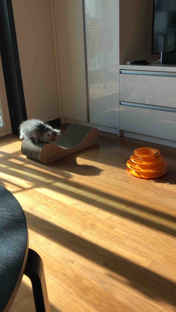 먼지애옹