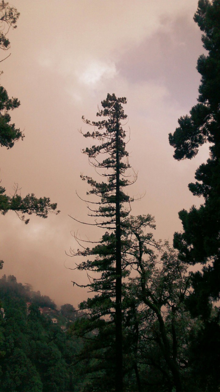 nature, mountain, tree, sky