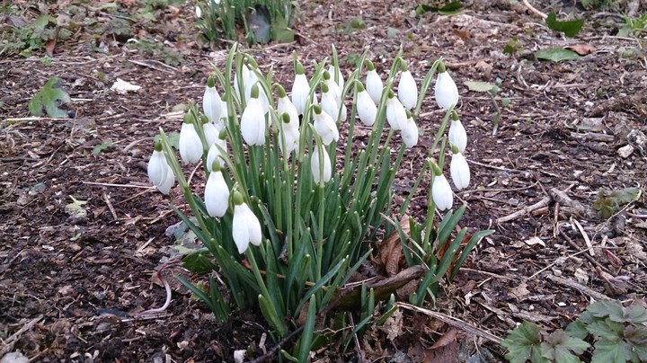Snowdrops