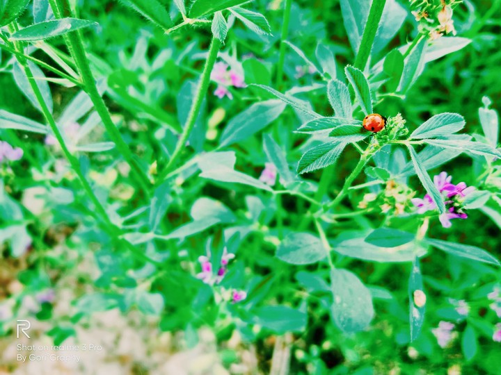 Red Insect On Green Grass
