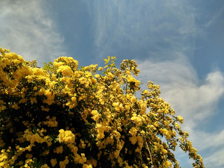 yellow flowers