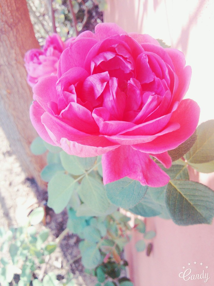 flower
