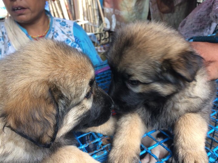 puppies