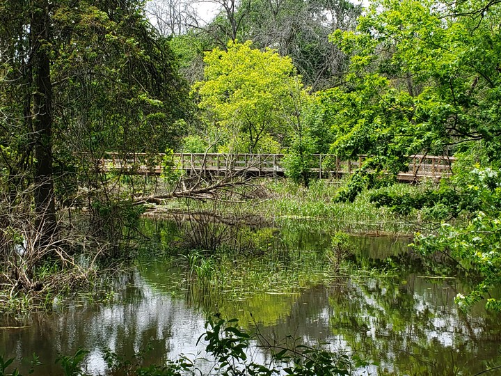 Nature Bridge