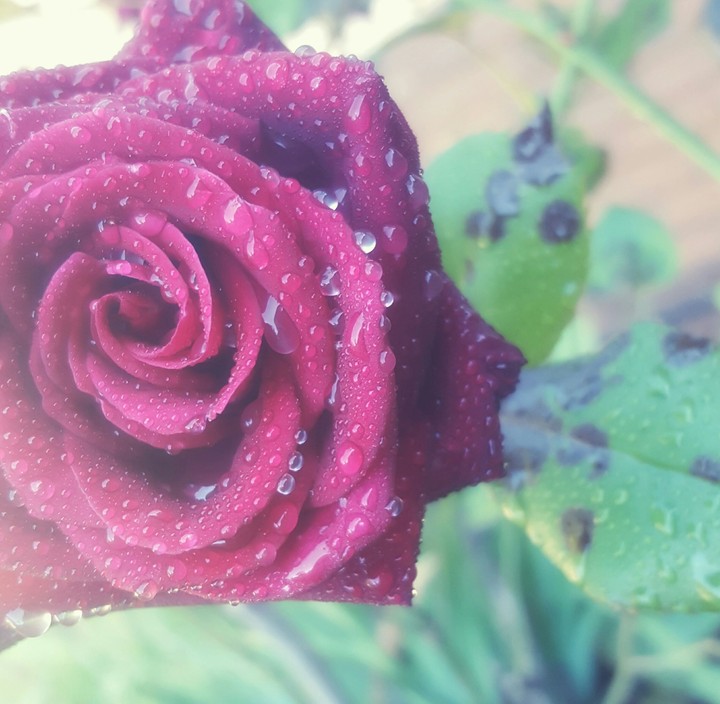 Crimson Romance