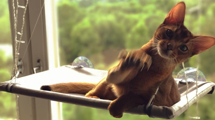 cat