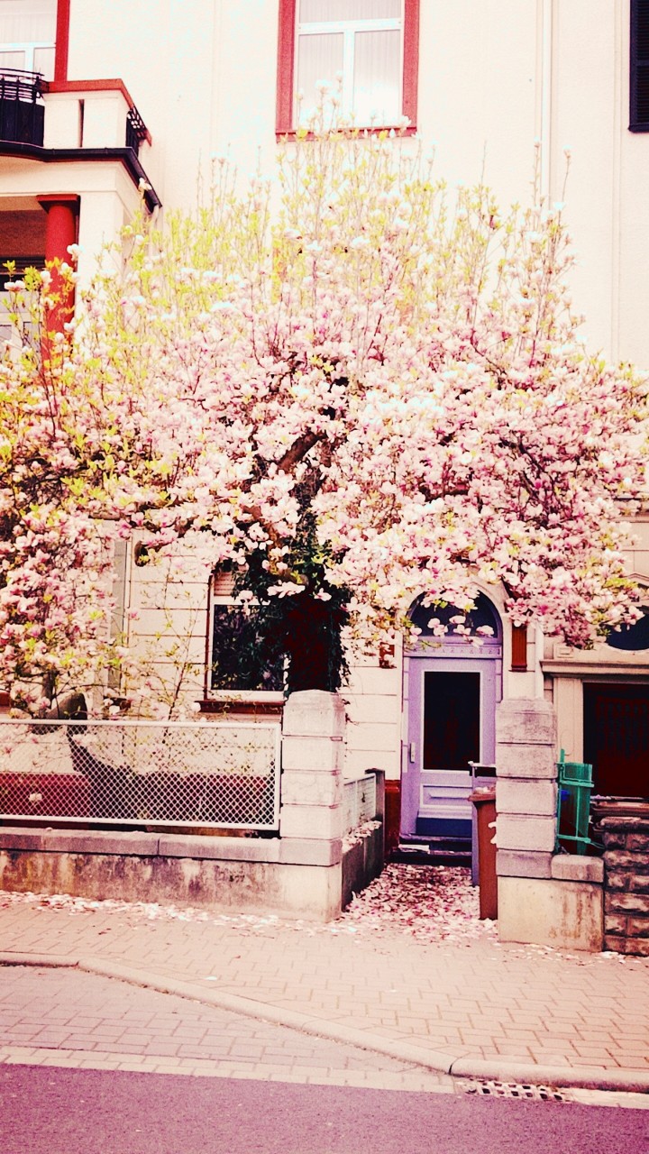#flower#shine#summer