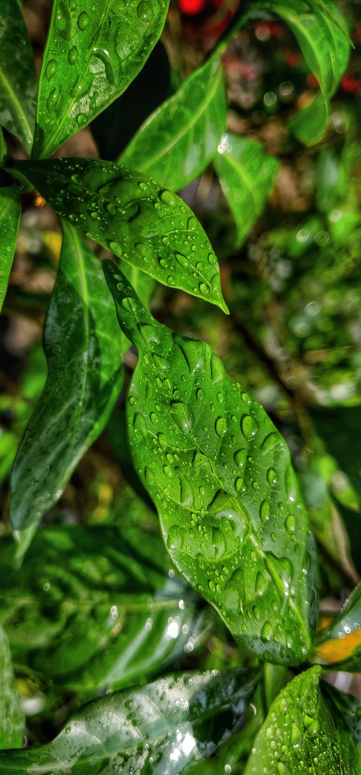 leaves