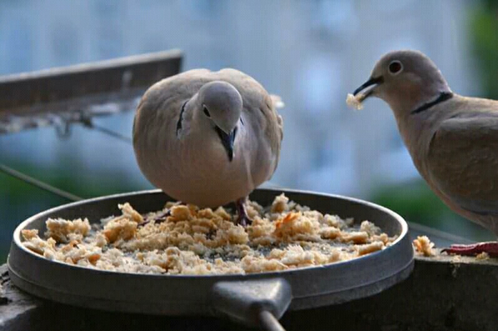 doves