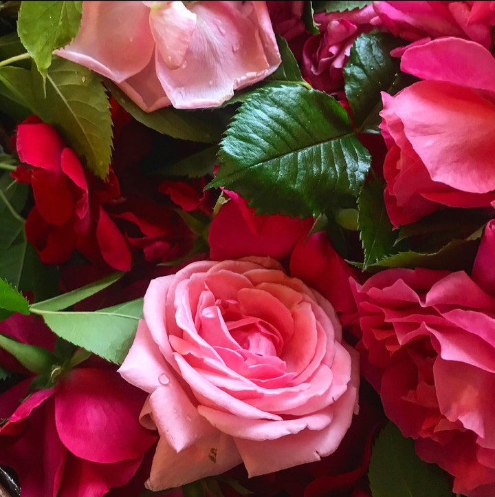 Roses