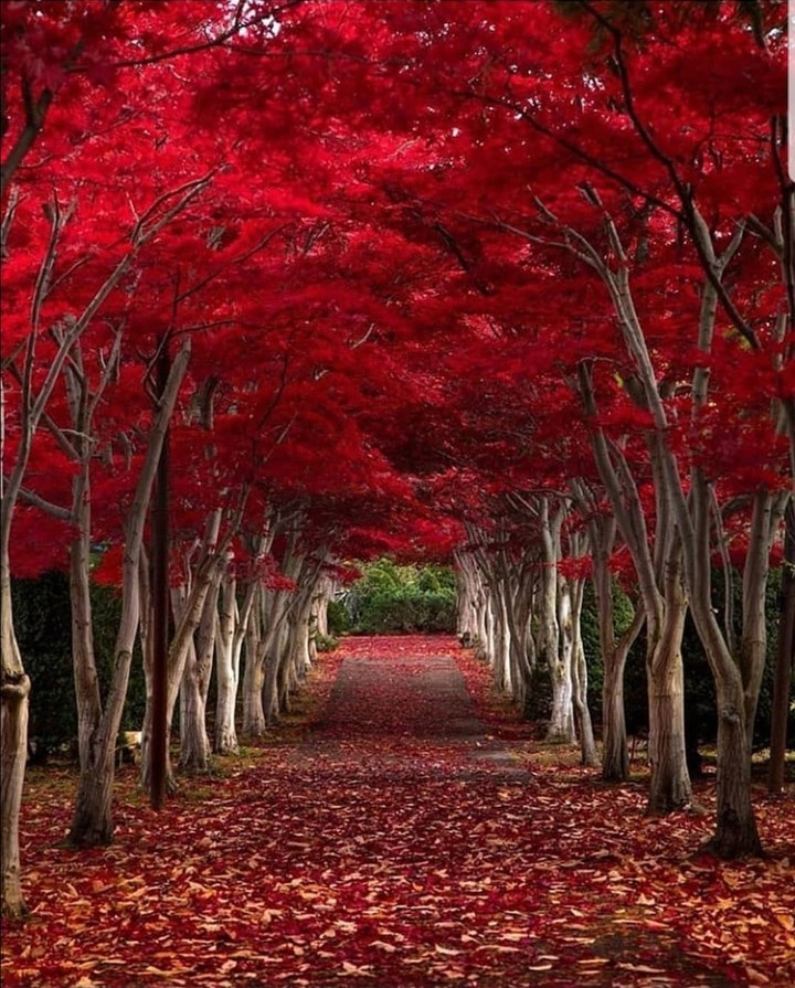 Rojo