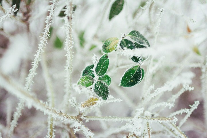 frozen leaves
